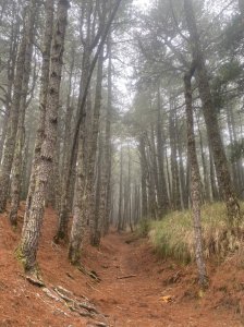 平多縱走補充(平岩山縱走多加屯山、經勝光山下)