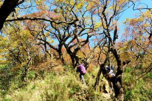 【桃園】秋的饗宴 北插天山山毛櫸