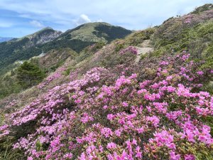 1150524合歡北峰杜鵑花