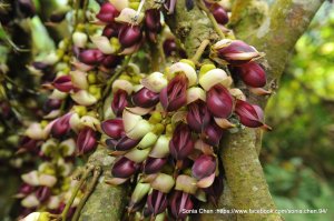 「森林裏的幸運花」 2026 D0319 ｜冷埤林道 血藤又開了