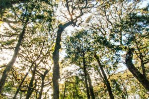 二訪太平山 Day 2･檜木原始林步道、鐵杉林自然步道
