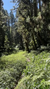 20251005小百岳金柑樹山