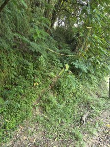 20261001-02獅形山-濕水子山北峰(未果)-生技隧道-中南山