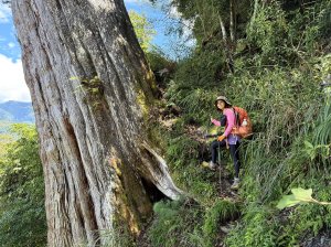 鳶嘴山+稍來神木 20250830