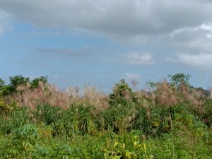雙溪區冬陽下閃閃菅芒花