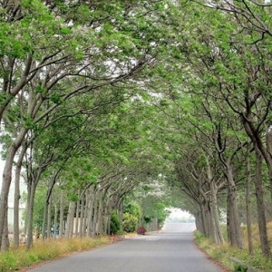 嘉義新港苦楝樹綠色隧道