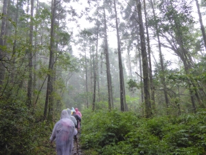 【登山】雨霧森林浸水營古道 雙東紀行《一》