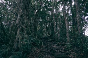 塔曼山登山步道