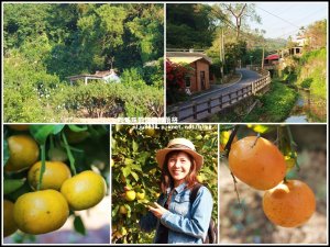 新埔鹿鳴坑綜合觀光果園。橘子紅了免門票歡迎一起來採果!