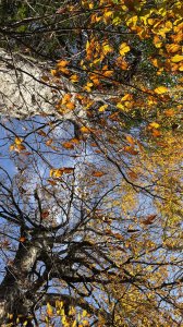 山毛櫸的「最後一舞」