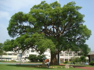【新聞】苗栗縣公告59株受保護樹木 最高齡逾800歲