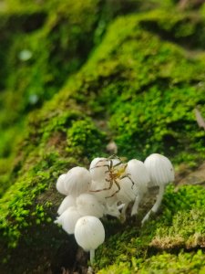 #64小百岳崁頭山、獅額山