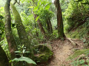 新店小獅山-大香山-待老坑山-樟山寺下政大, 輕鬆小品