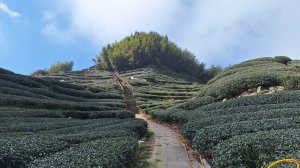 雲嘉大尖山(挑筍古道上)1150209