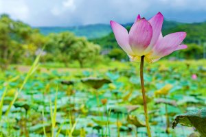 【新聞】樹林柑園河濱公園 荷花再現迎風搖曳