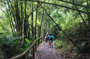 【原鄉之路：第三段】林間步道登山口⮕達邦部落