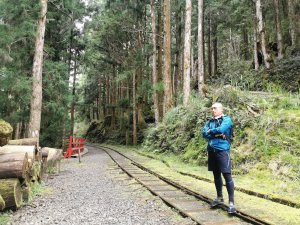 茂興懷舊道-見證流轉數十載的林木生產歲月