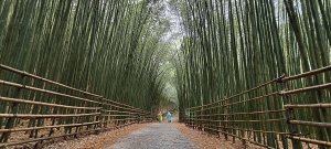 2025/04/05_烏嘎彥竹林步道+南勢山北峰+熊佧山 O型