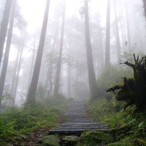 奮起湖大凍山