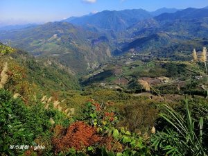 【苗栗。大湖】沒有楓的山林依然繽紛。編號37小百岳馬那邦山