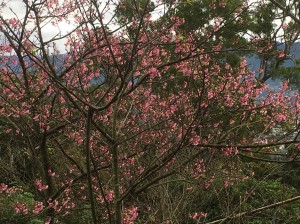 2018.1.18三峽鳶山登山步道