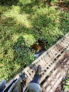 留龍頭-嶺頭山-金柑樹山-忘憂森林（2025必去）