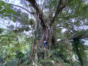 阿凡達百年大榕樹秘境探險