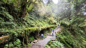 太平山見晴懷古步道，檜木原始林步道