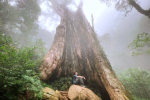 新竹｜走進巨木林立的迷霧森林：北得拉曼巨木步道和內鳥嘴山