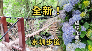 猴崁水圳步道｜走進2026全新水圳步道，漫遊竹子湖繡球花海