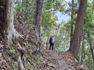 《南投》松濤徐徐｜惠蓀林場關刀山林道上巨松台環山嵐小徑20260321