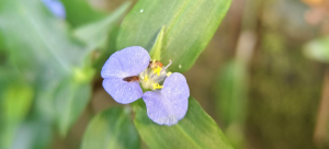 微距下的馬胎古道-2025/10/26