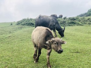 春天團康風擎步道