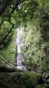 司馬庫斯（上帝的部落）神木群+司立富瀑布