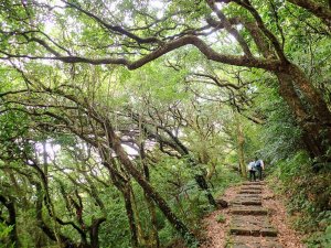 竹子湖-水尾巴拉卡步道-蜜蜂巢古道-自行加碼菜公坑山-大屯自然公園-二子坪步道, 繼續探索陽明山!