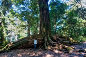 ❤ 雪見「北坑山」+ 神木級「大板根」，開了眼界也鐵了腿