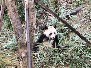 四川成都大熊貓繁育研究基地