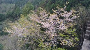 【新聞】太平山白櫻花綻放 雪白妝點綠山林
