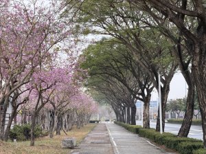 [山海圳_內海之路_第二段] 2026_0228 臺灣歷史博物館_茄拔天后宮