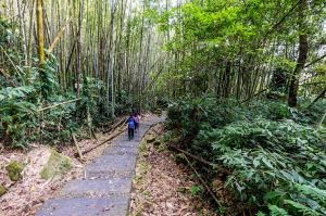 迷糊步道 - 綠色竹林步道.輕鬆親子健行輕量級路線推薦