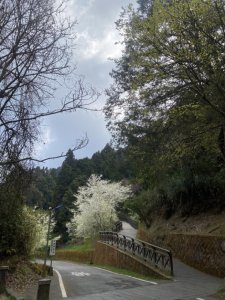 大塔山及水山療癒步道