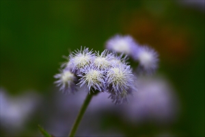 紫花霍香薊