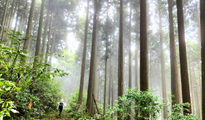 【中級山】有一種美，令人不想回家，新竹鵝公髻山