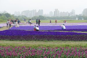 古亭河濱公園紫色花海