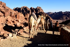 凌晨起登，登頂才懂的聖山 2026．D0204 西奈山 / Mount Sinai
