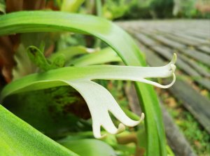 【植物】鹿角蕨