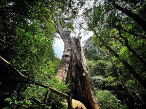 北得拉曼巨木步道｜新竹童話森林巨木群落、回音谷稜線峭壁、內鳥嘴山P型走