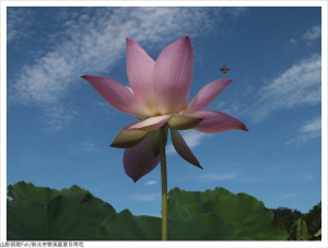 雙溪區雙溪荷所在(荷花初綻)