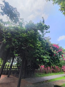 林口新林老公崎步道