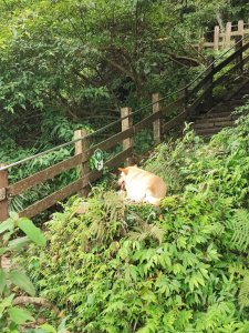 淡蘭南路第一段：捷運六張犁站至樹梅古道